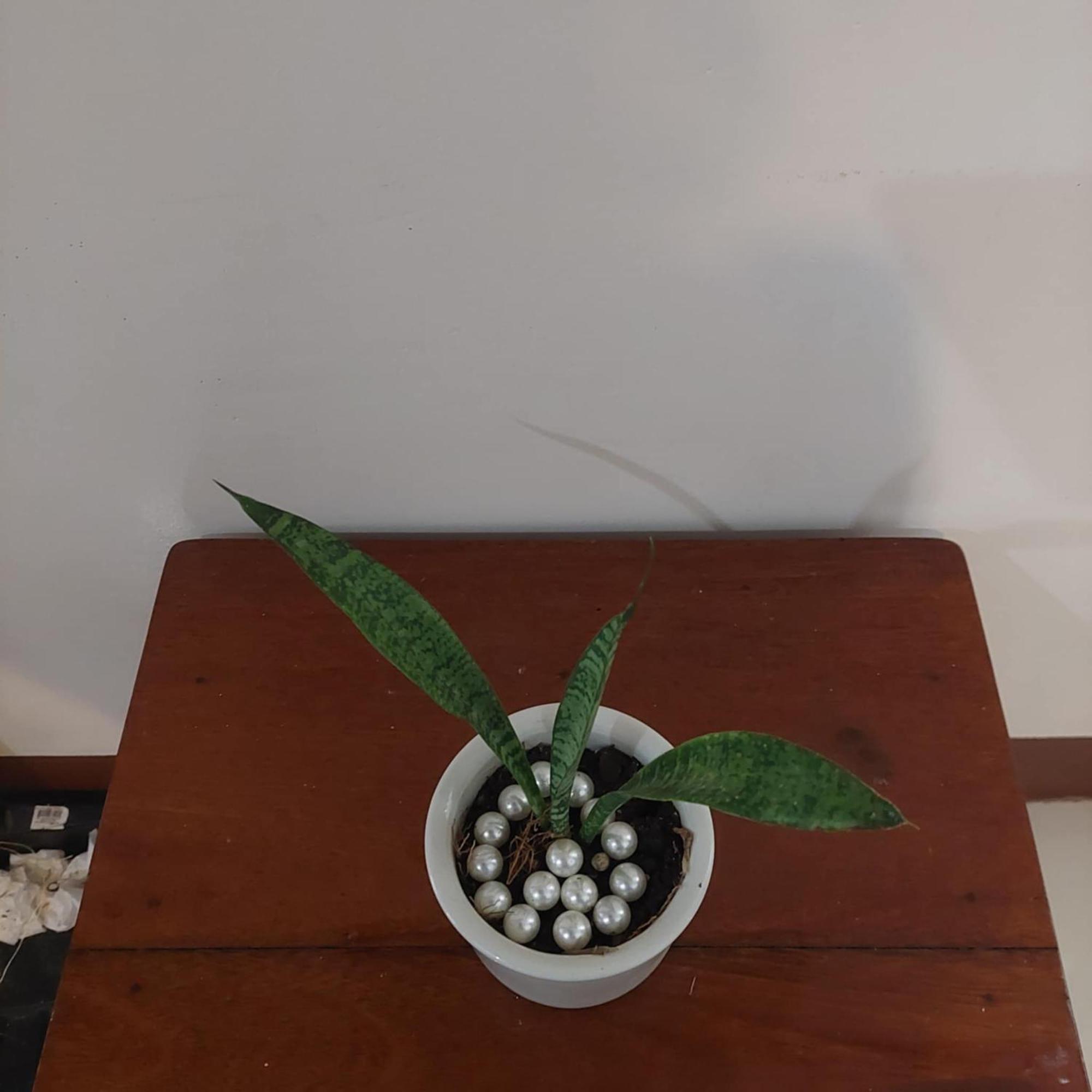 לינה וארוחת בוקר אל נידו Casa Mariella 888 מראה חיצוני תמונה